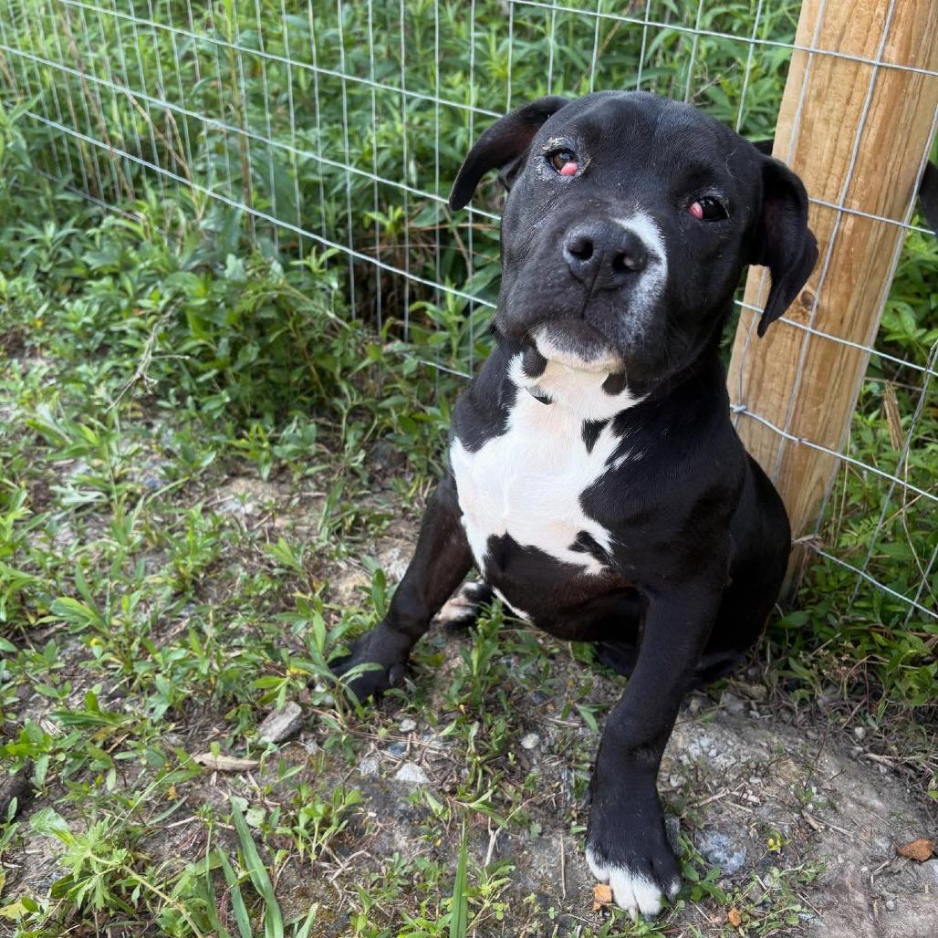Enlarge Eeyore, a Adoptable mixed breed in North Charleston, SC image 6/6