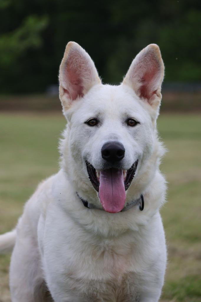 Enlarge Bernard, a Adoptable mixed breed in Columbia, TN image 1/5