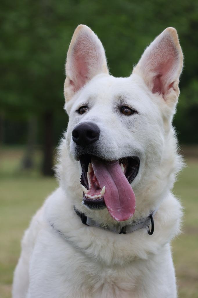Enlarge Bernard, a Adoptable mixed breed in Columbia, TN image 2/5