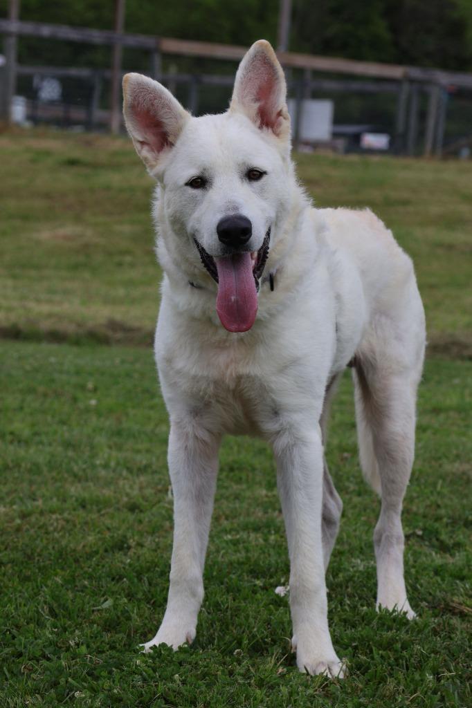 Enlarge Bernard, a Adoptable mixed breed in Columbia, TN image 3/5
