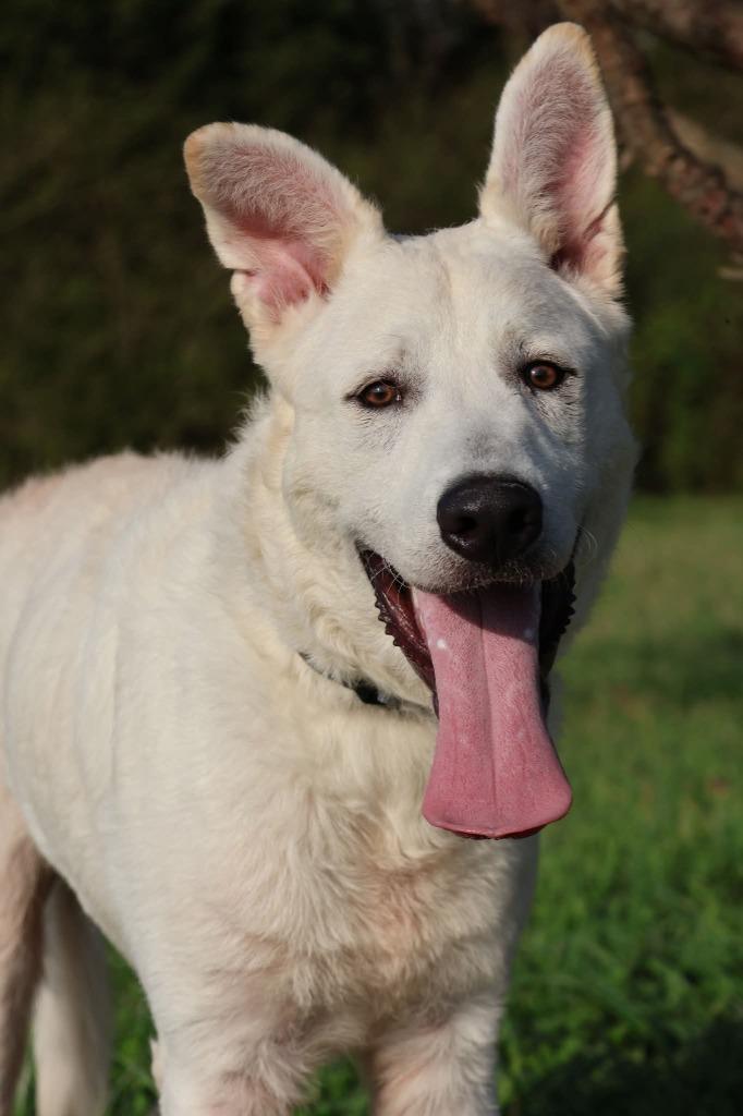 Bernard, a Adoptable mixed breed in Columbia, TN image 1/2