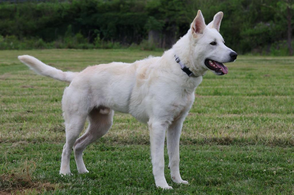 Enlarge Bernard, a Adoptable mixed breed in Columbia, TN image 4/5