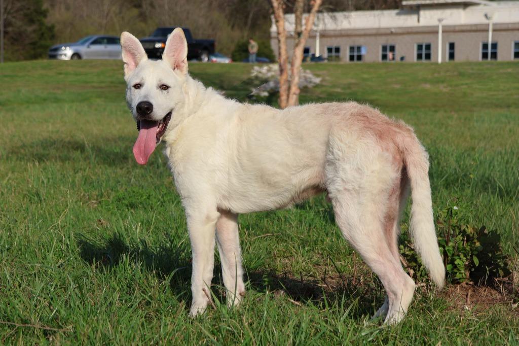Bernard, a Adoptable mixed breed in Columbia, TN image 2/2