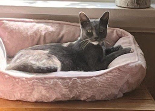 Eliza, Adopted, Kitten Female American Shorthair.