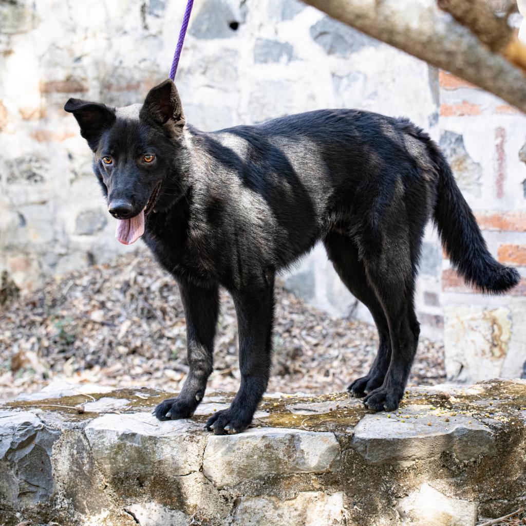 Fergus, a Adoptable mixed breed in Bend, OR image 1/6