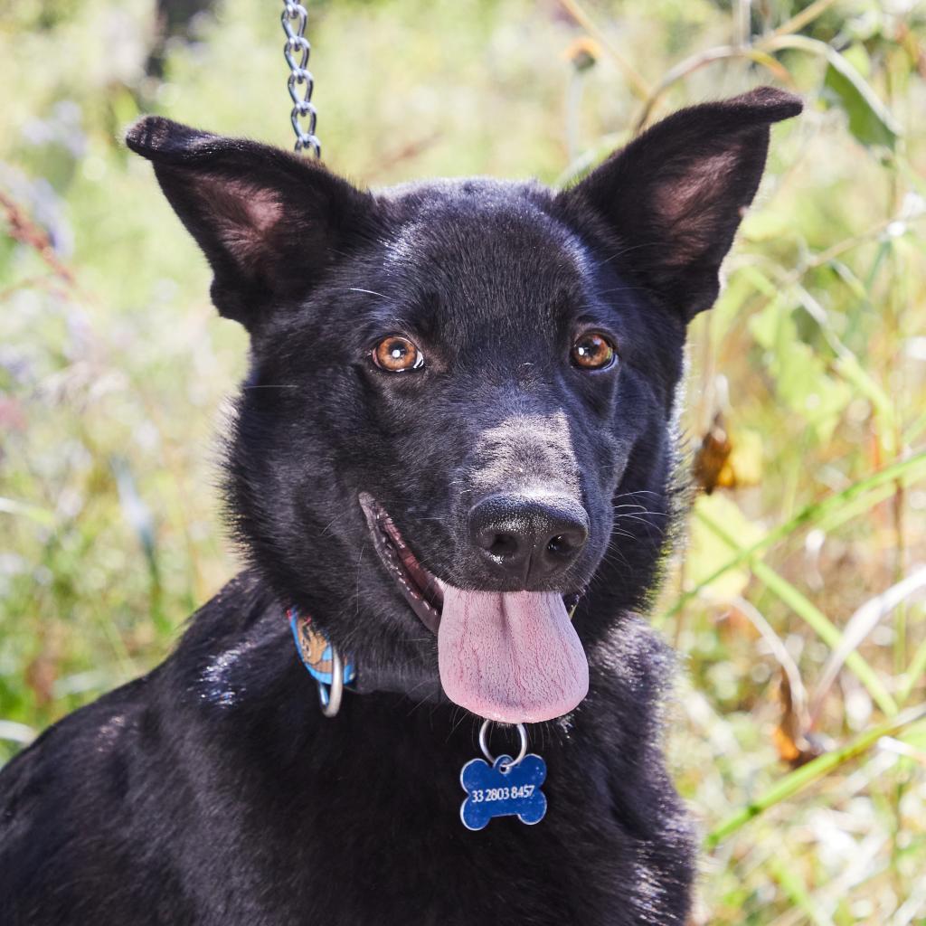 Fergus, a Adoptable mixed breed in Bend, OR image 2/6