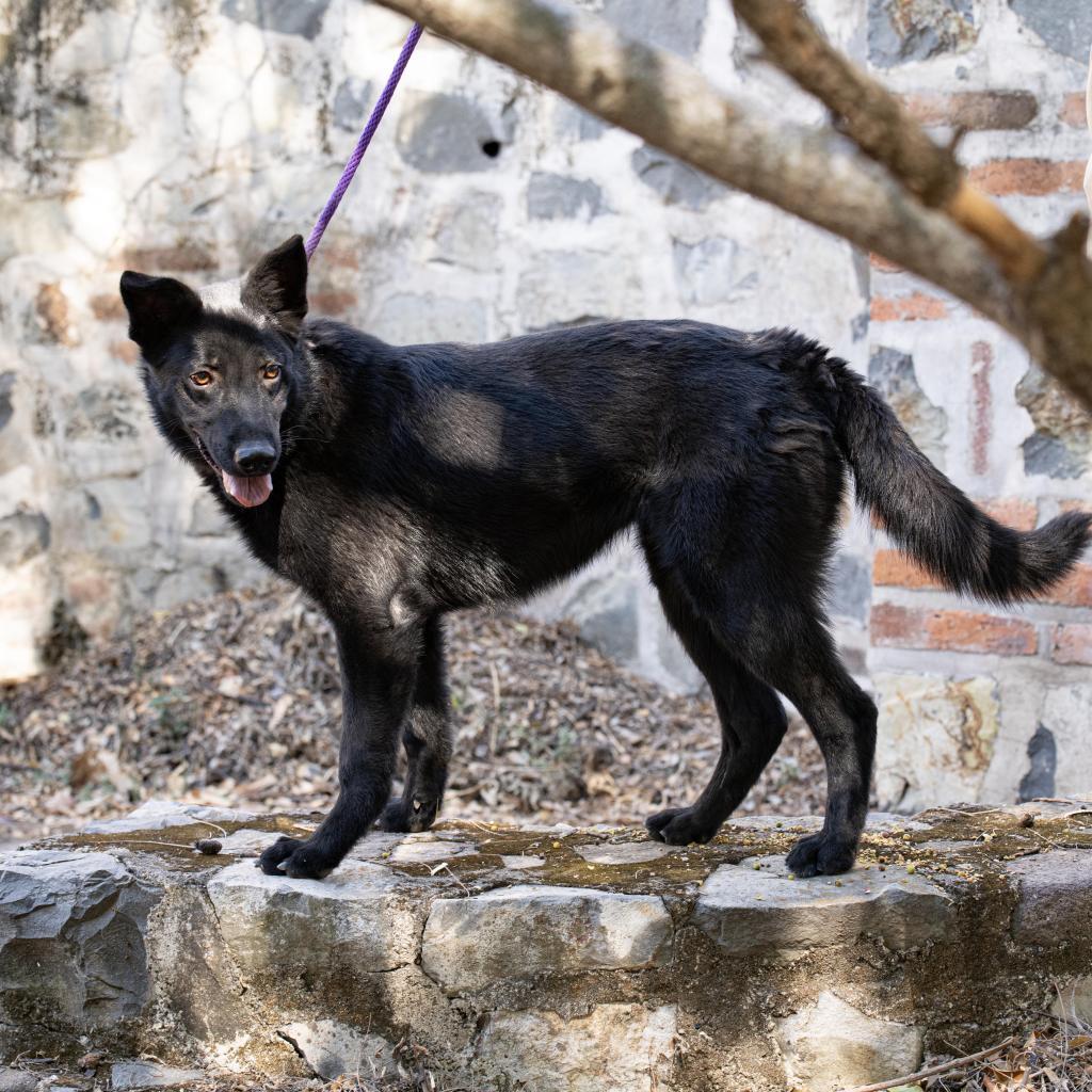 Fergus, a Adoptable mixed breed in Bend, OR image 3/6