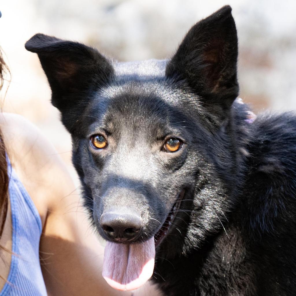 Fergus, a Adoptable mixed breed in Bend, OR image 5/6