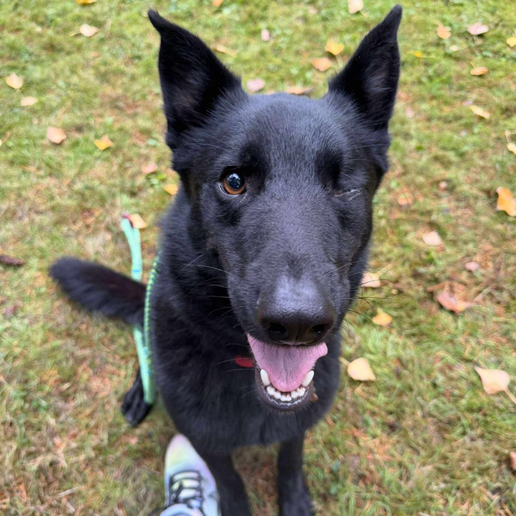 Fergus, a Adoptable mixed breed in Bend, OR image 6/6