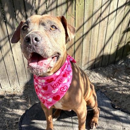 Caramela, Adoptable, Adult Female Mixed Breed.