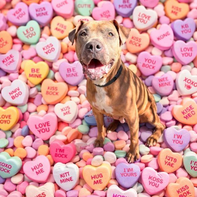 Enlarge Caramela, a Adoptable Mixed Breed in St. Petersburg, FL image 2/6