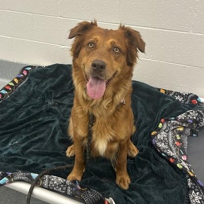 Enlarge Laverne, a ADOPTABLE mixed breed in Indianapolis, IN image 1/1