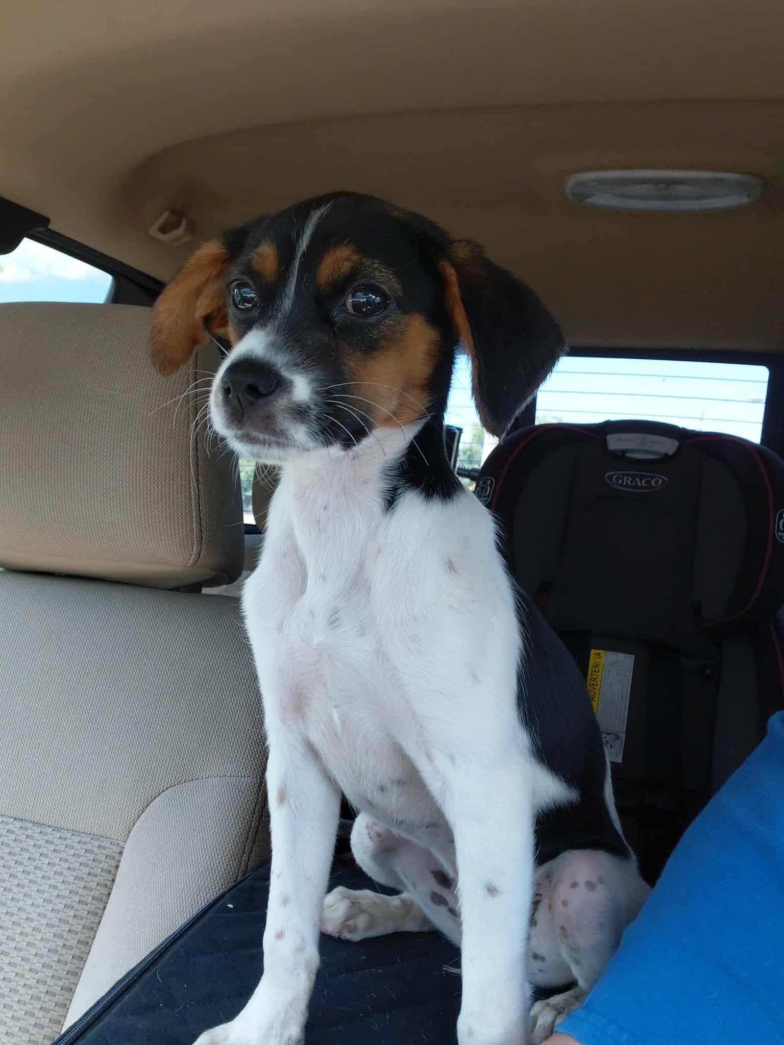 Enlarge Darcy, a Adopted mixed breed in Covington, KY image 1/6