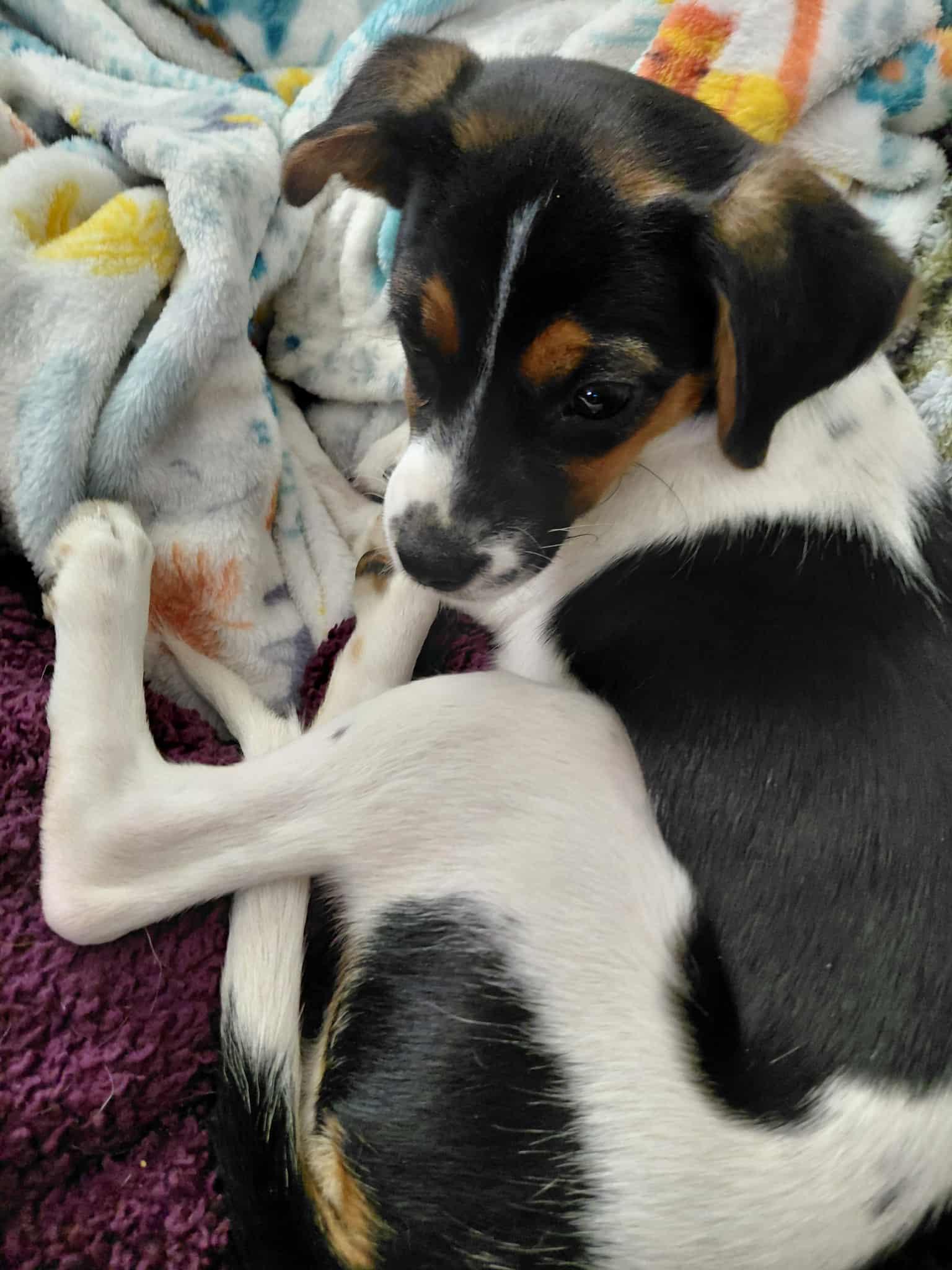 Enlarge Darcy, a Adopted mixed breed in Covington, KY image 2/6