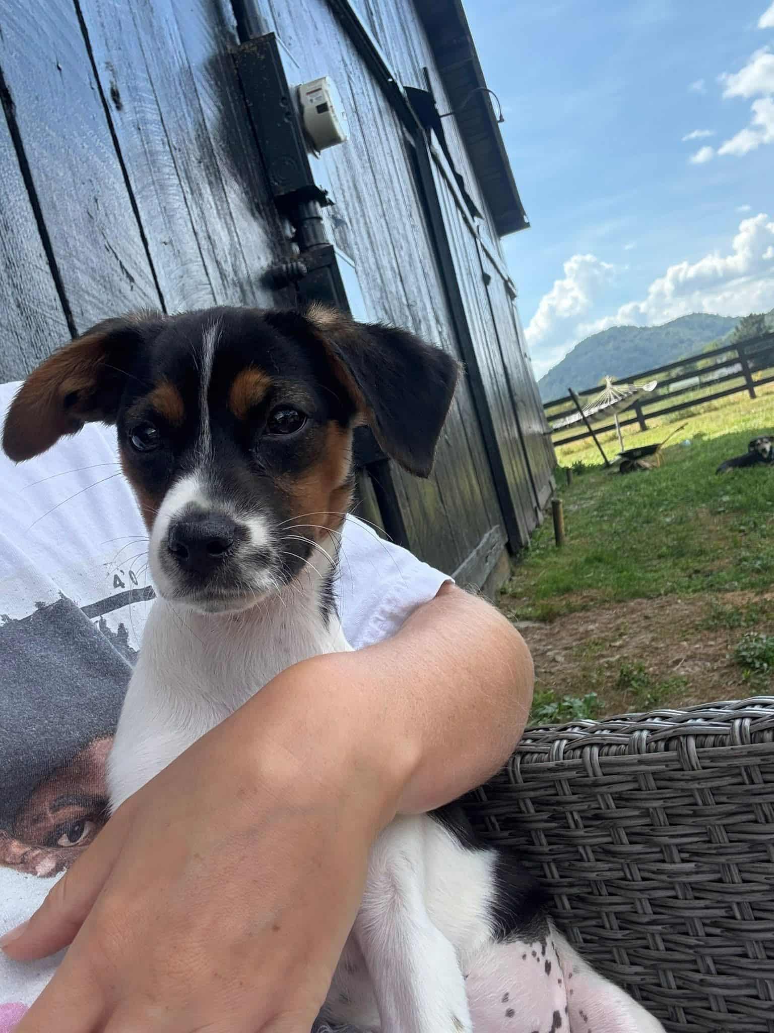 Enlarge Darcy, a Adopted mixed breed in Covington, KY image 3/6