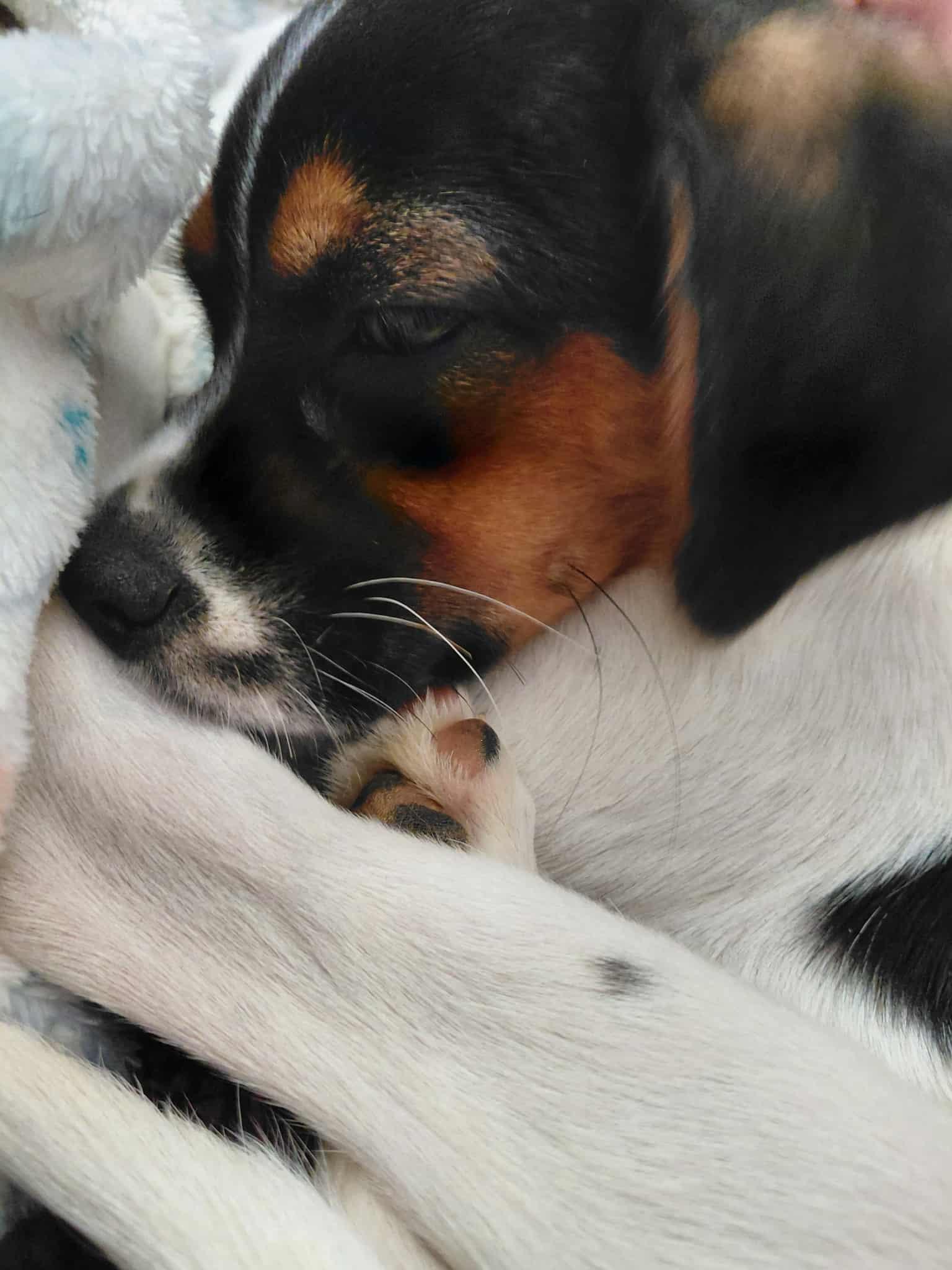 Enlarge Darcy, a Adopted mixed breed in Covington, KY image 4/6