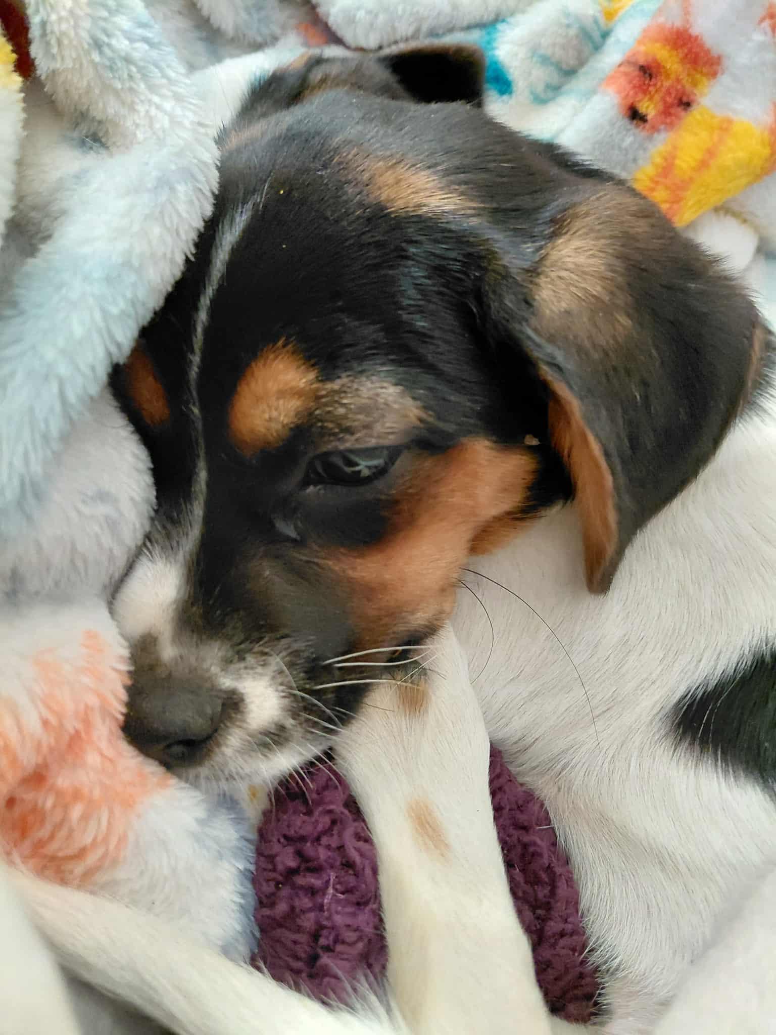 Enlarge Darcy, a Adopted mixed breed in Covington, KY image 5/6