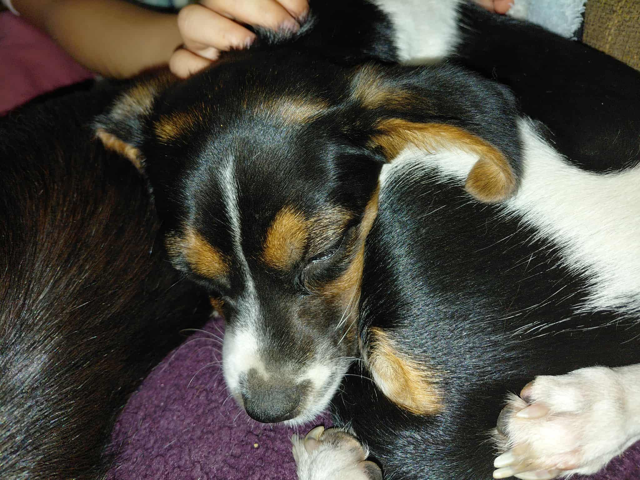 Enlarge Darcy, a Adopted mixed breed in Covington, KY image 6/6