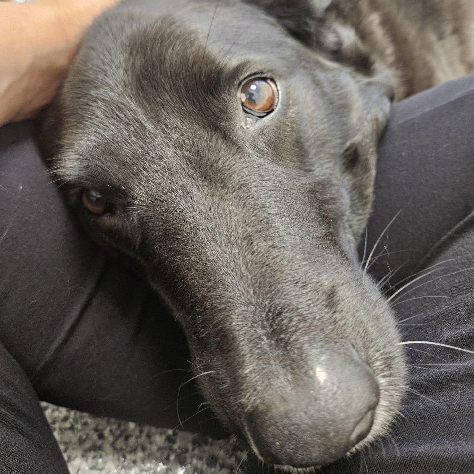 Obi, Adoptable, Senior Male Labrador Retriever.