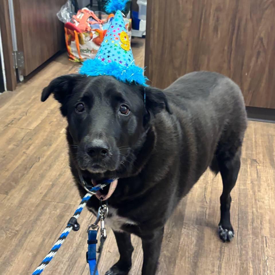 Enlarge Obi, a Adoptable mixed breed in Wantagh, NY image 6/6