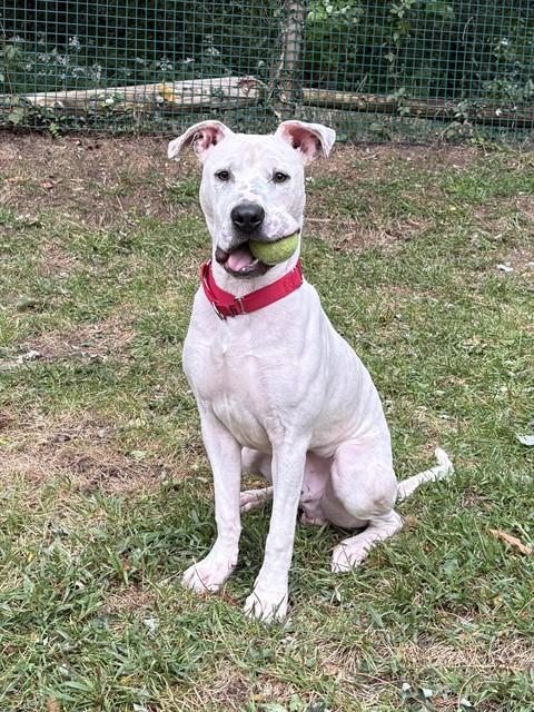 Enlarge RALPH, a Adoptable mixed breed in Brewster, MA image 1/1