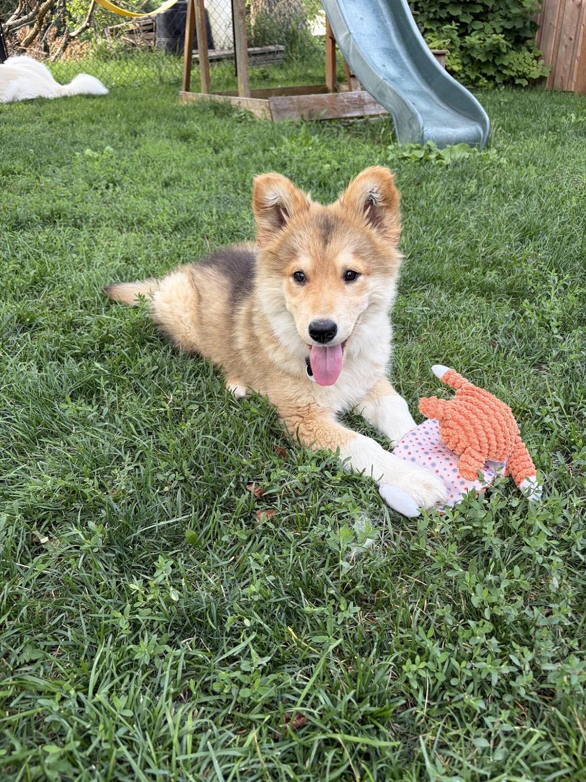Nora, an adopted mixed breed in Cambridge, ON image 6/6