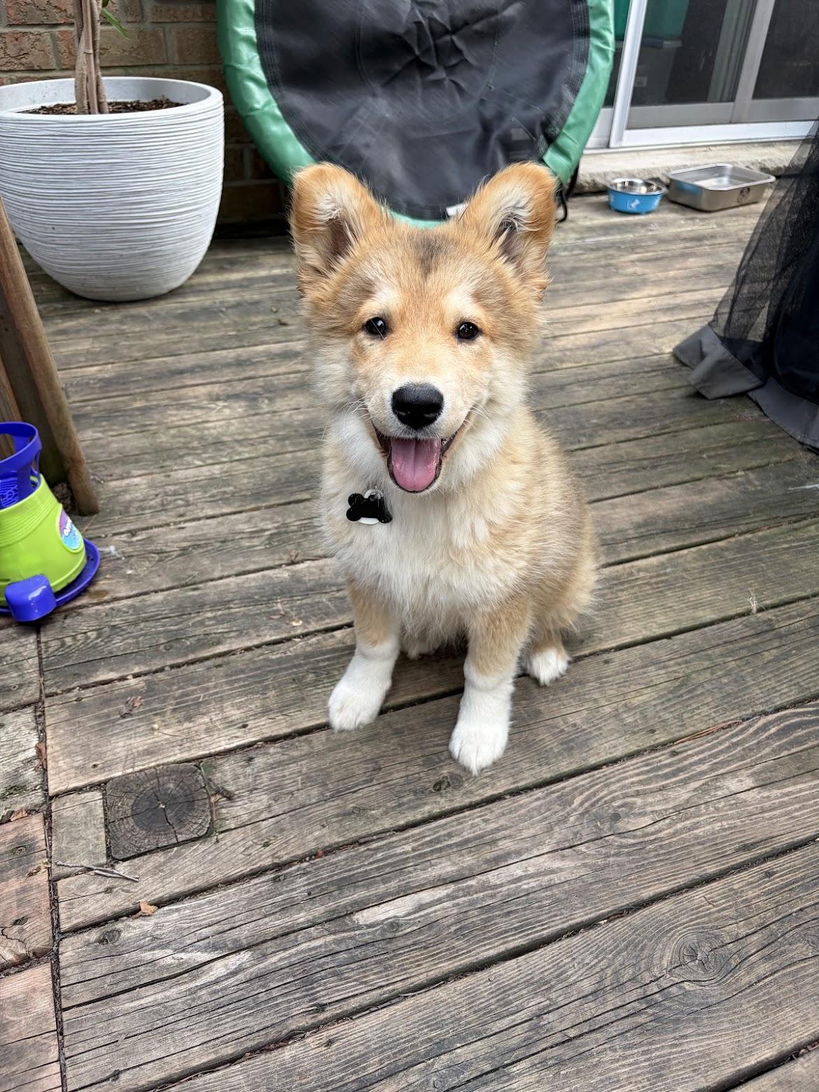 Nora, an adopted mixed breed in Cambridge, ON image 2/6