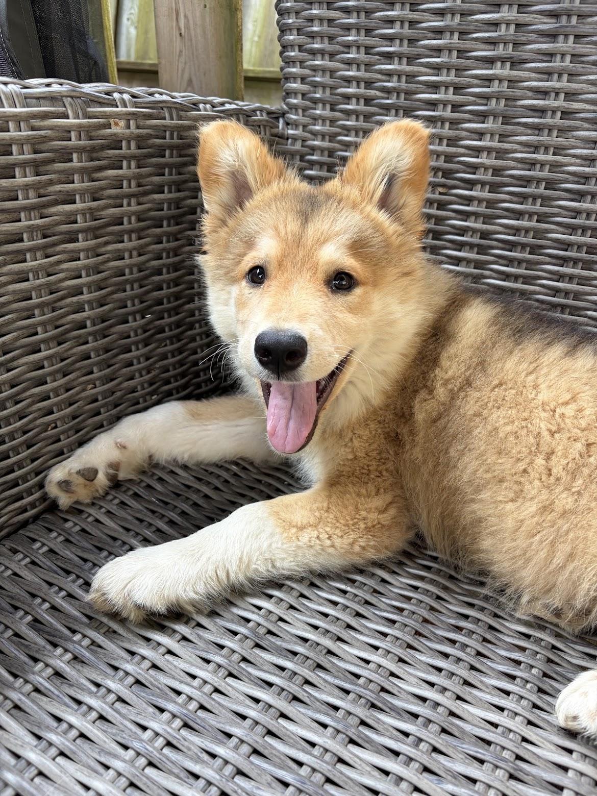 Nora, an adopted mixed breed in Cambridge, ON image 4/6
