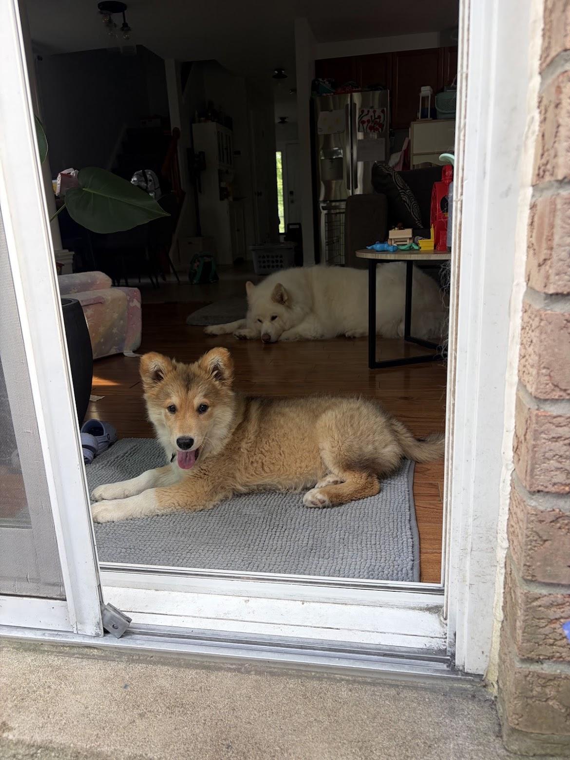 Nora, an adopted mixed breed in Cambridge, ON image 3/6
