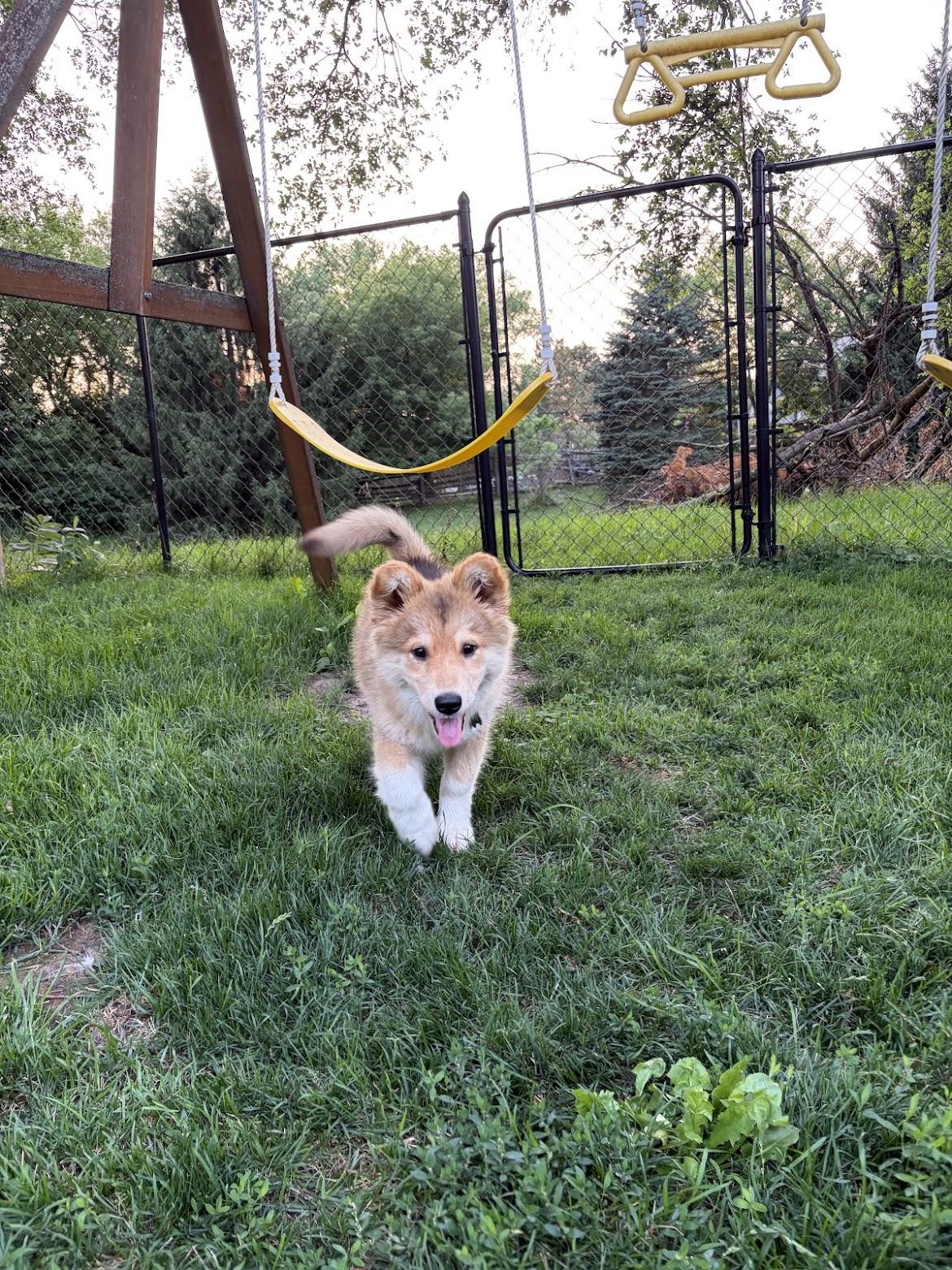 Nora, an adopted mixed breed in Cambridge, ON image 1/6