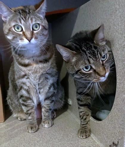 Zoe, Adoptable, Adult Female Domestic Short Hair.
