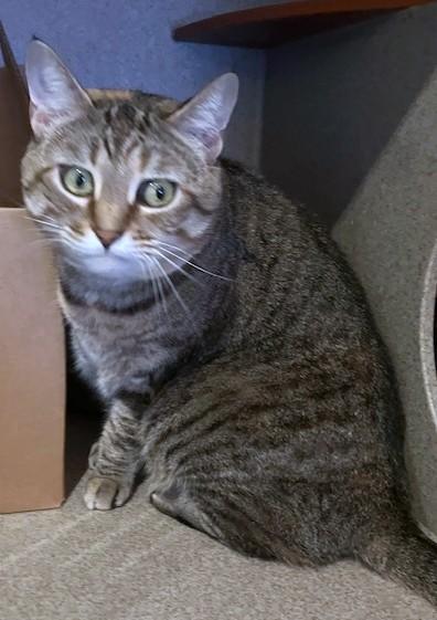 Enlarge Zoe, a Adoptable Domestic Short Hair in Washington, DC image 3/3