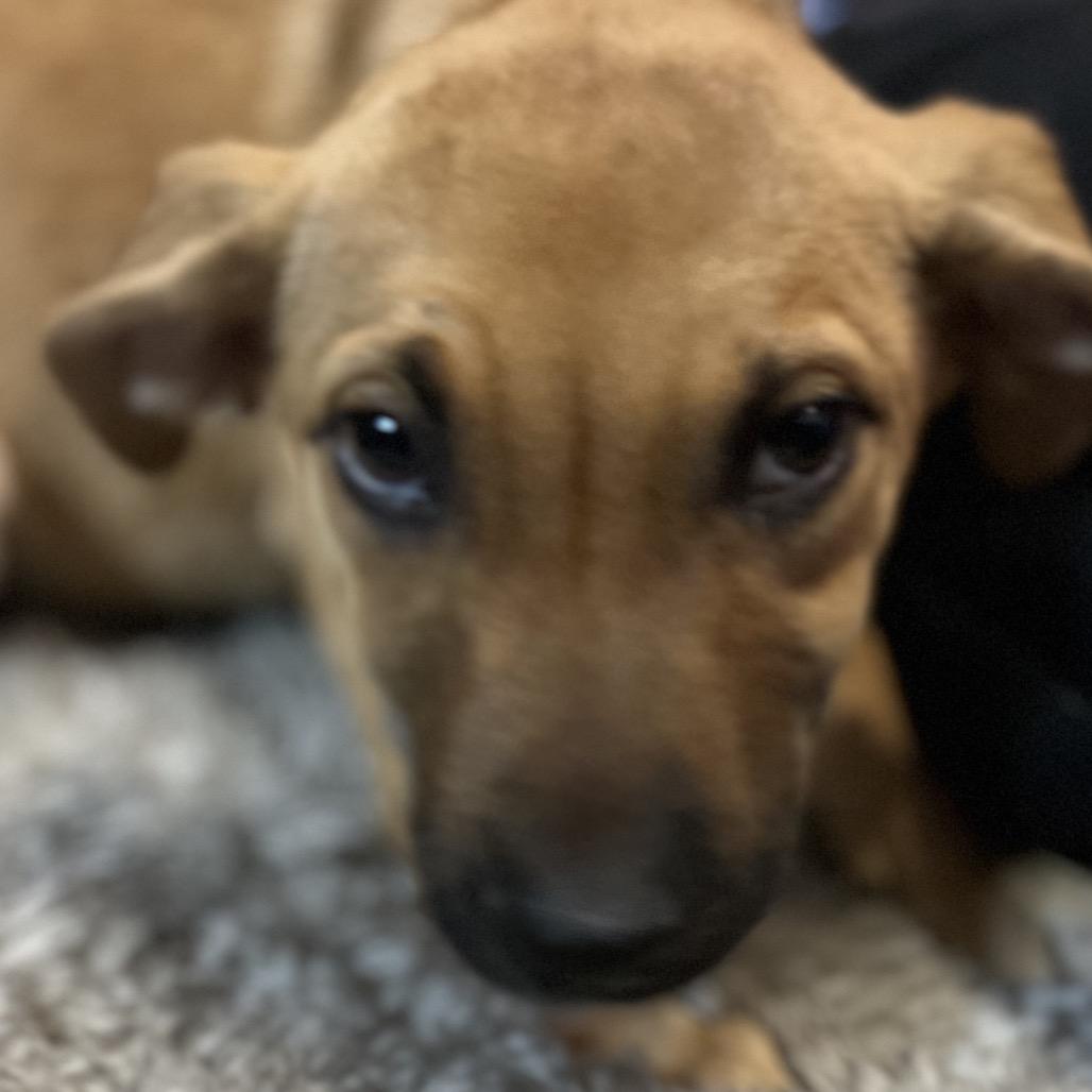 Aspen, Adoptable, Young Female German Shepherd Dog & Black Mouth Cur.