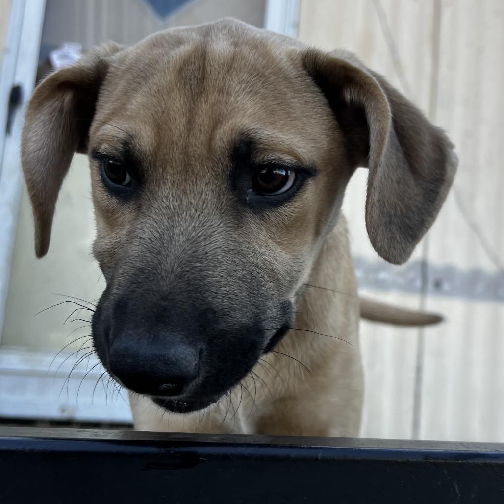 Aspen, a Adoptable mixed breed in Aledo, TX image 2/6