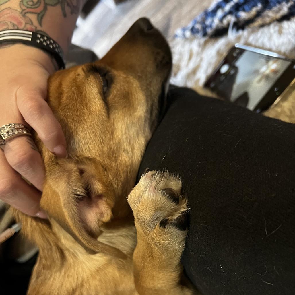 Aspen, a Adoptable mixed breed in Aledo, TX image 3/6