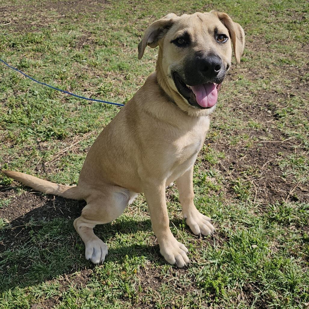 Aspen, a Adoptable mixed breed in Aledo, TX image 4/6