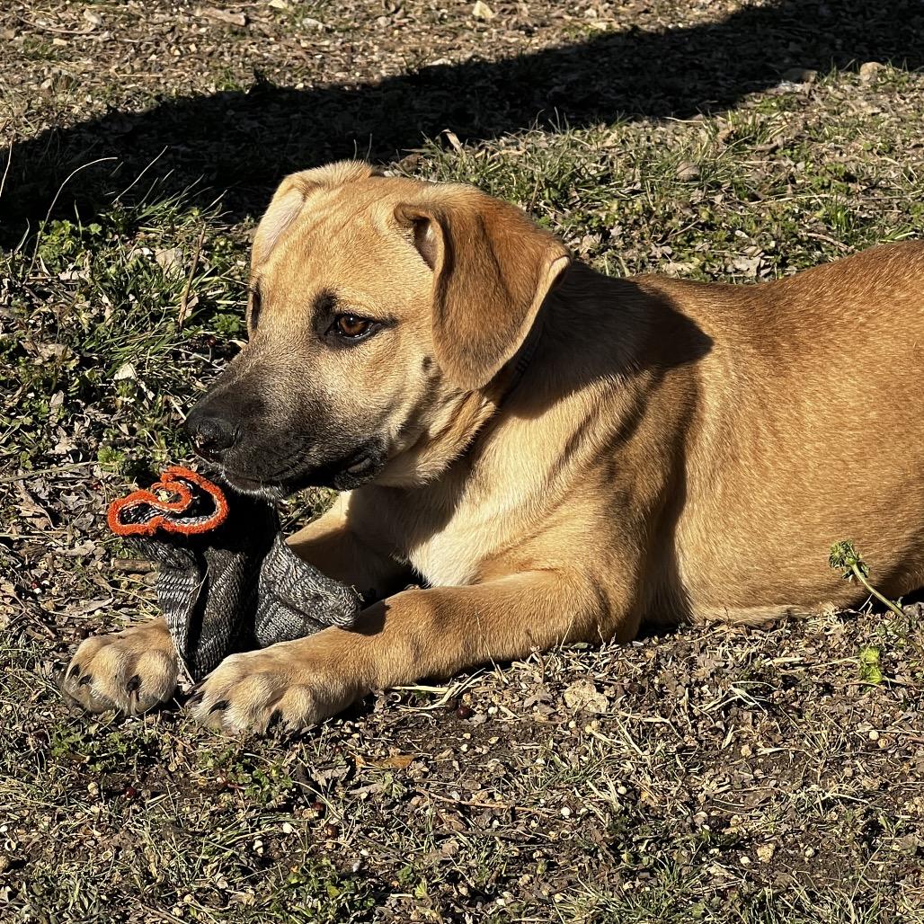 Aspen, a Adoptable mixed breed in Aledo, TX image 5/6