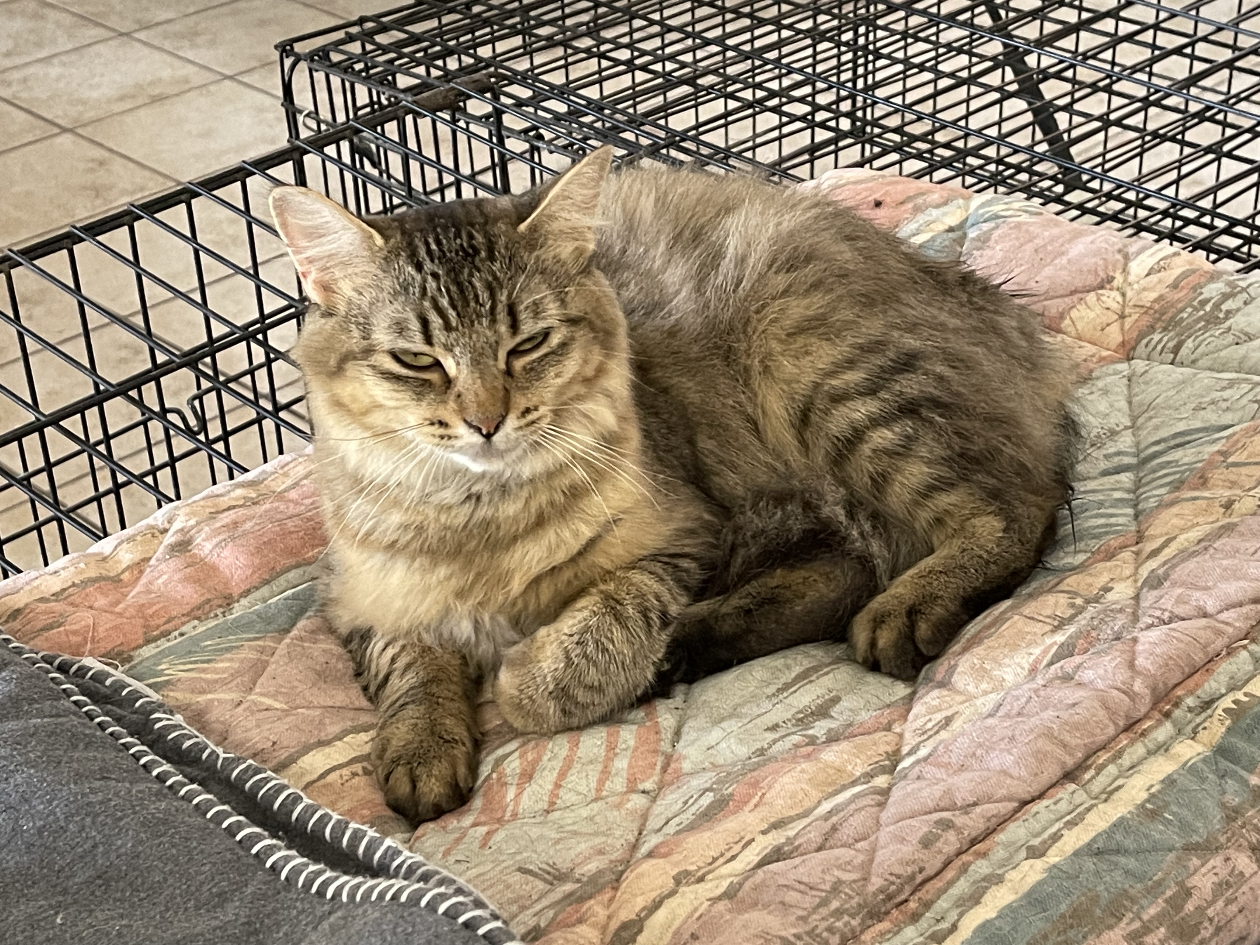 Enlarge Tara, a Adopted mixed breed in Ronan, MT image 1/1