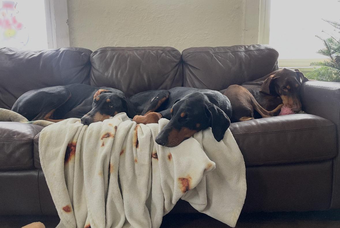 Enlarge Draco, an adopted mixed breed in Oswego, IL image 6/6