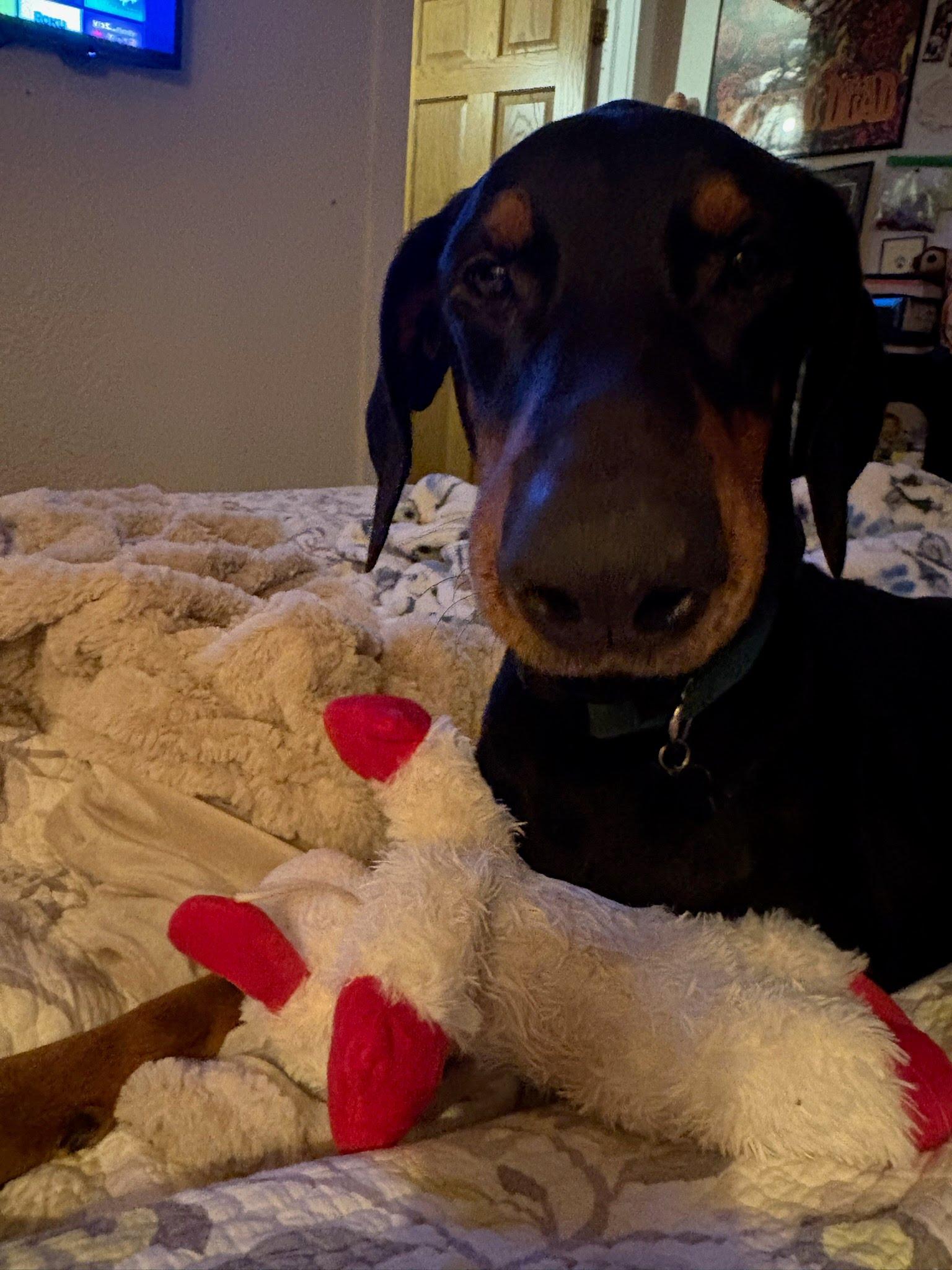 Enlarge Draco, an adopted mixed breed in Oswego, IL image 5/6