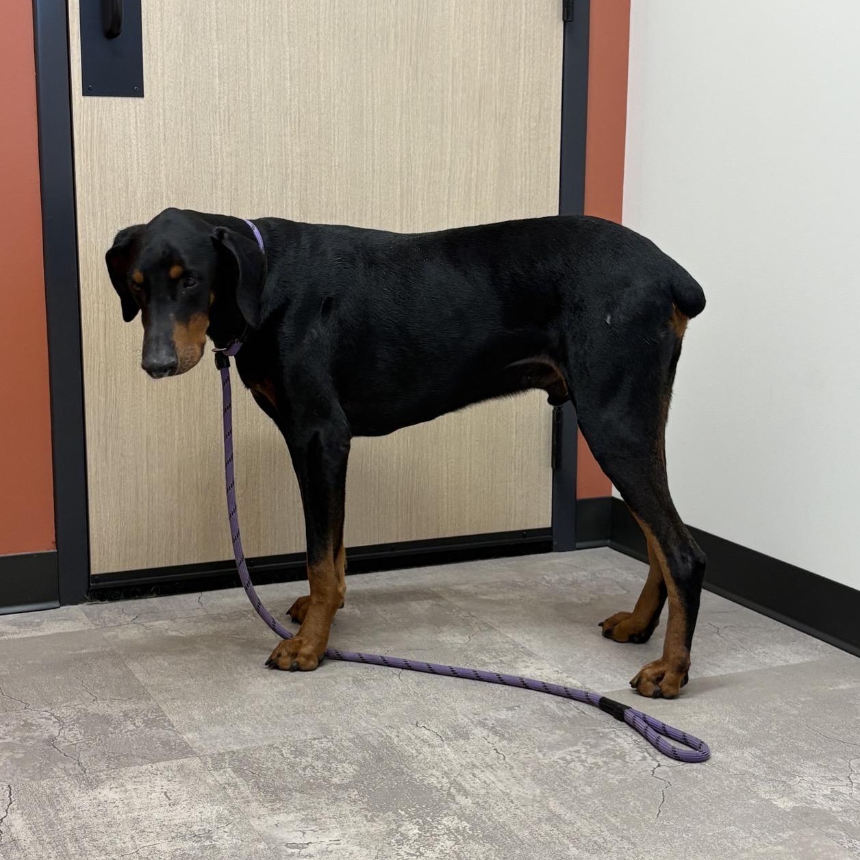 Enlarge Draco, an adopted mixed breed in Oswego, IL image 3/6