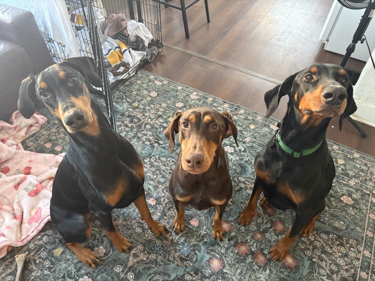 Enlarge Draco, an adopted mixed breed in Oswego, IL image 4/6