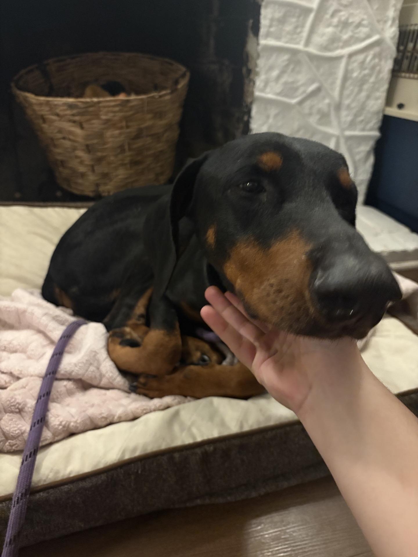 Enlarge Draco, an adopted mixed breed in Oswego, IL image 2/6