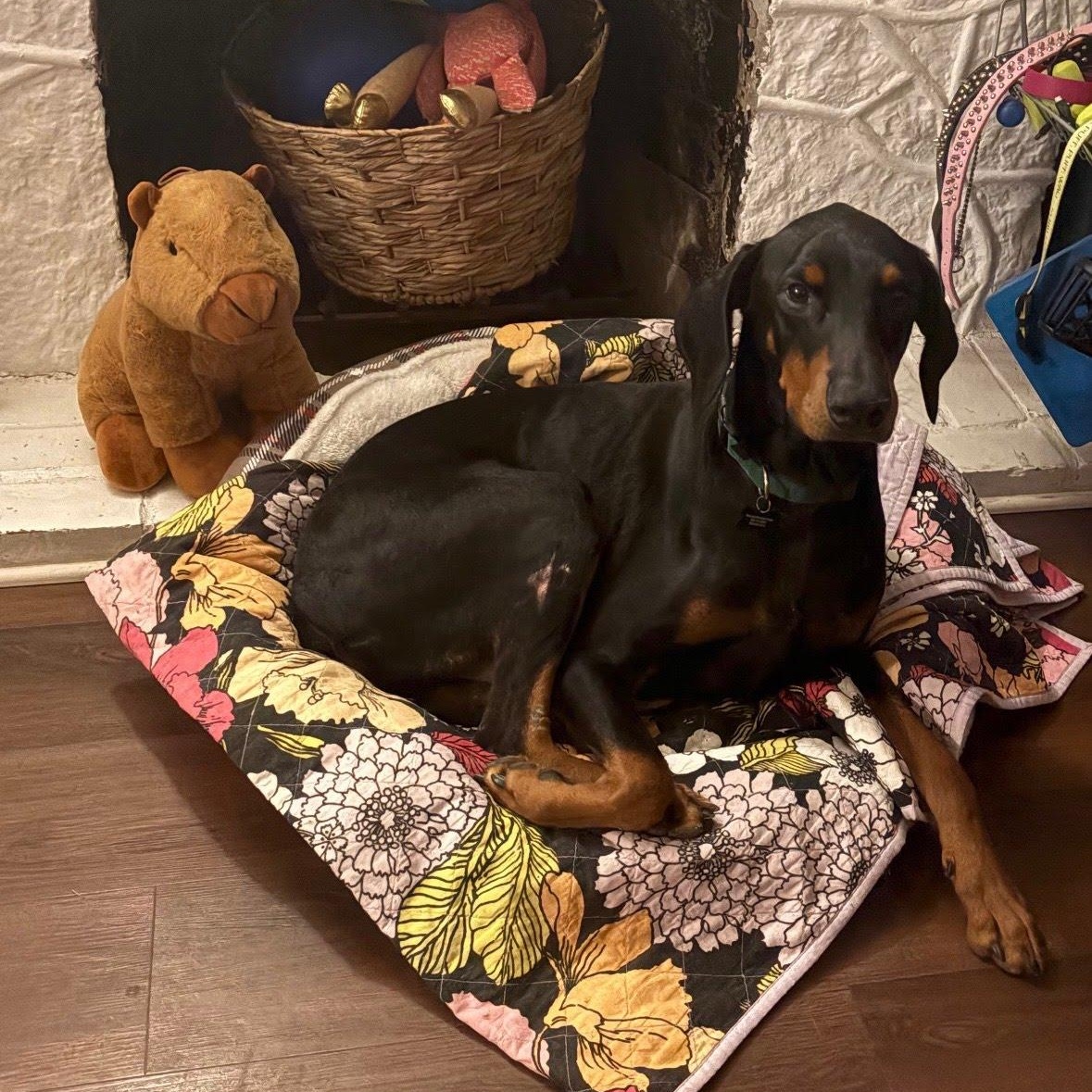 Draco, adopted, Adult Male Doberman Pinscher.
