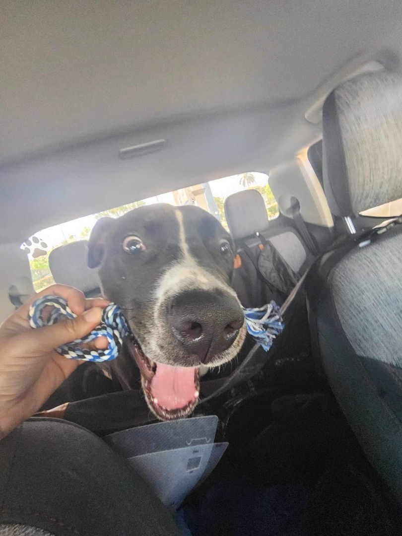 Tater, a Adoptable mixed breed in St Petersburg, FL image 5/5