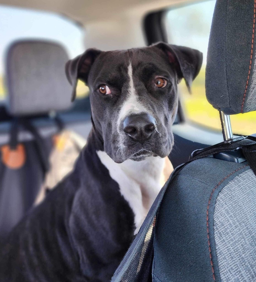 Tater, a Adoptable mixed breed in St Petersburg, FL image 1/5