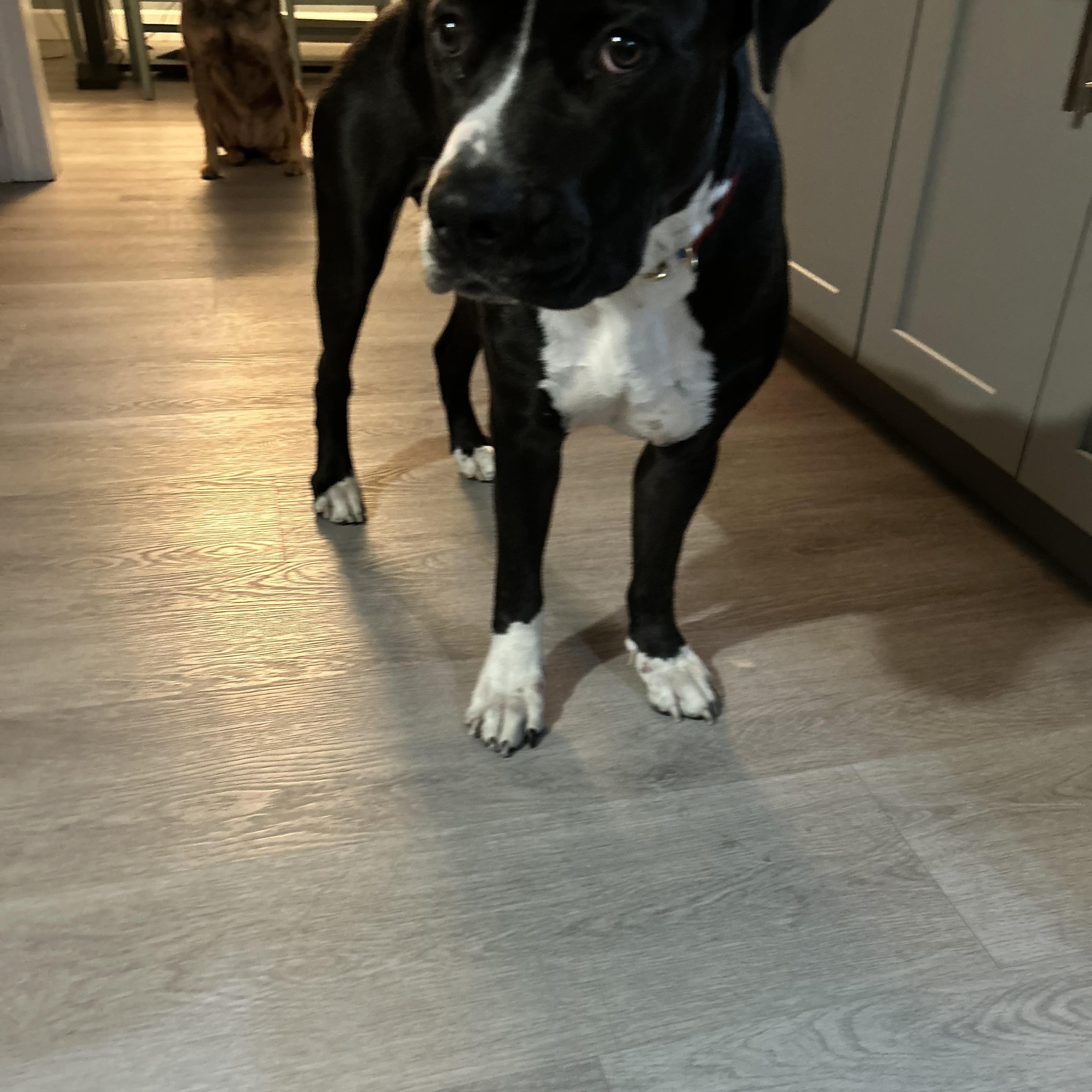 Tater, a Adoptable mixed breed in St Petersburg, FL image 2/5