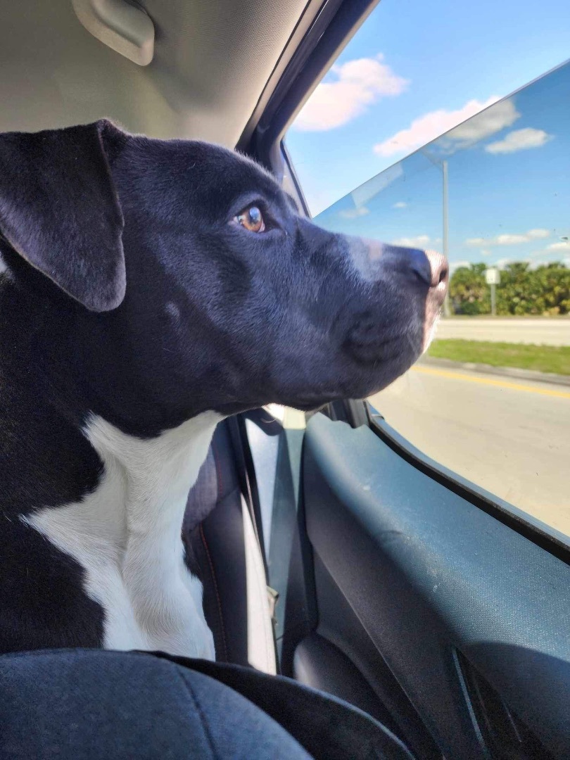 Tater, a Adoptable mixed breed in St Petersburg, FL image 4/5