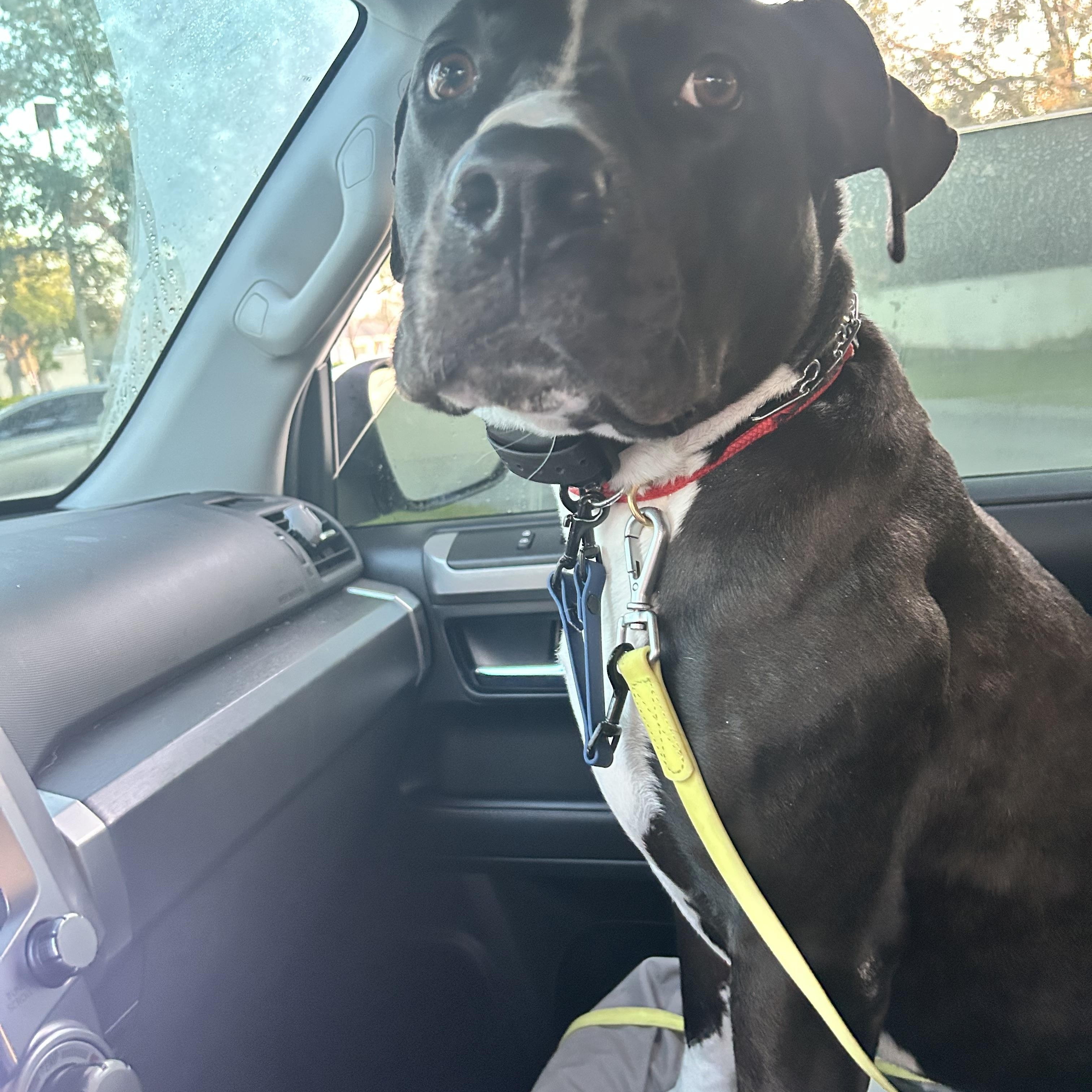 Tater, a Adoptable mixed breed in St Petersburg, FL image 3/5