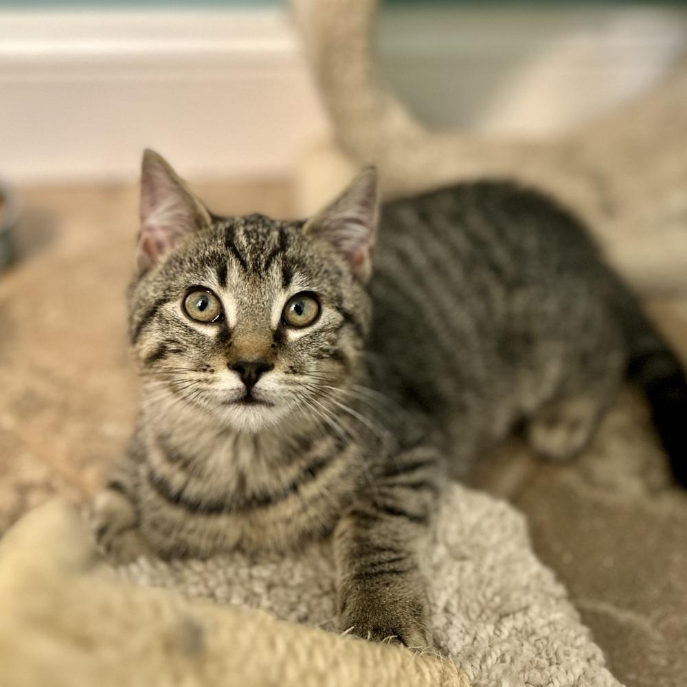 Tinsel, Adoptable, Kitten Male Domestic Short Hair.